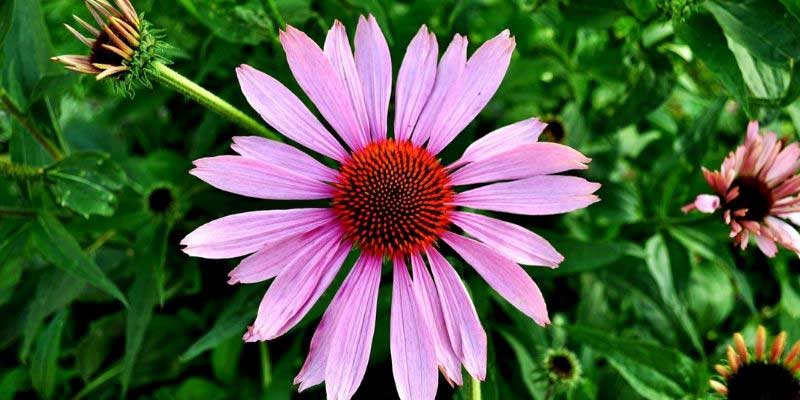 podporte-imunitu-echinacea podporte-imunitu-echinacea